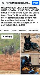 Lost Male Dog last seen CR 354 Rienzi MS, Alcorn County, MS 38865