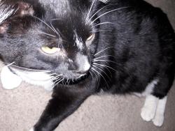 Lost Male Cat last seen Emden St and Cadiz Ave, Henderson, NV 89015