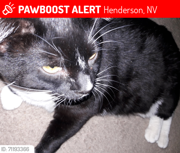 Lost Male Cat last seen Emden St and Cadiz Ave, Henderson, NV 89015