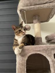Lost Male Cat last seen Highland community, Doral, FL 33178