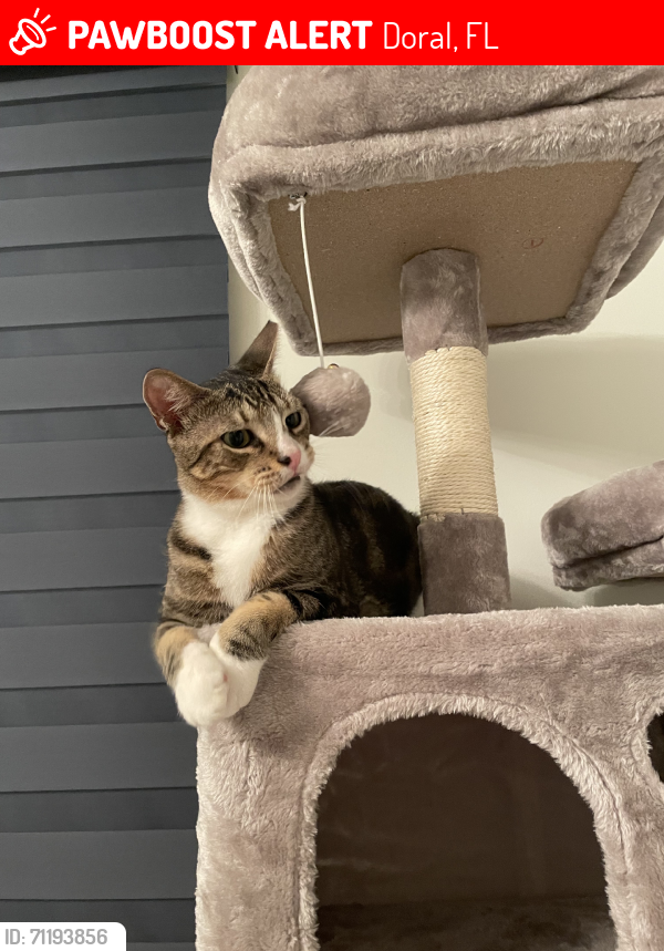 Lost Male Cat last seen Highland community, Doral, FL 33178