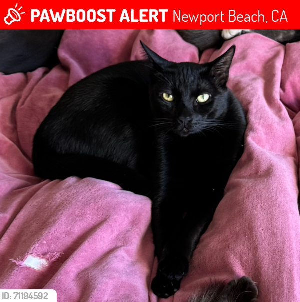 Lost Male Cat last seen Near Promontory Drive East, Newport Beach, CA 92660, Newport Beach, CA 92660