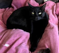 Lost Male Cat last seen Near Promontory Drive East, Newport Beach, CA 92660, Newport Beach, CA 92660