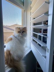 Lost Male Cat last seen Canyon Point Circle , Menifee, CA 92584