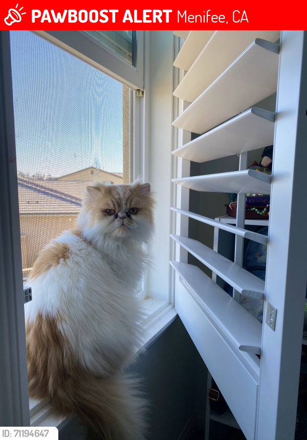 Lost Male Cat last seen Canyon Point Circle , Menifee, CA 92584