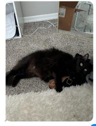 Lost Female Cat last seen Tampa Palms Blvd W., Bruce B Downs, Tampa, FL 33647