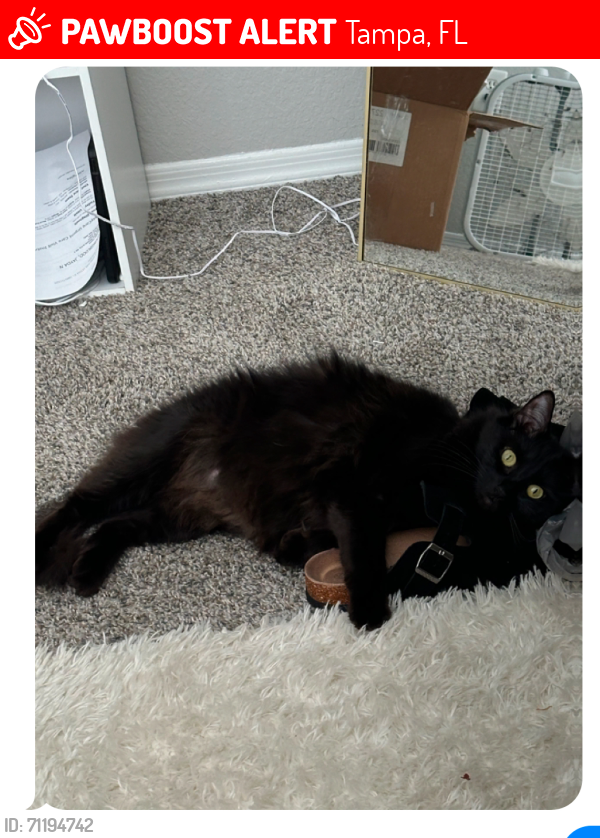 Lost Female Cat last seen Tampa Palms Blvd W., Bruce B Downs, Tampa, FL 33647