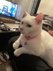Lost Female Cat last seen Plaistow, Greater London, England E15