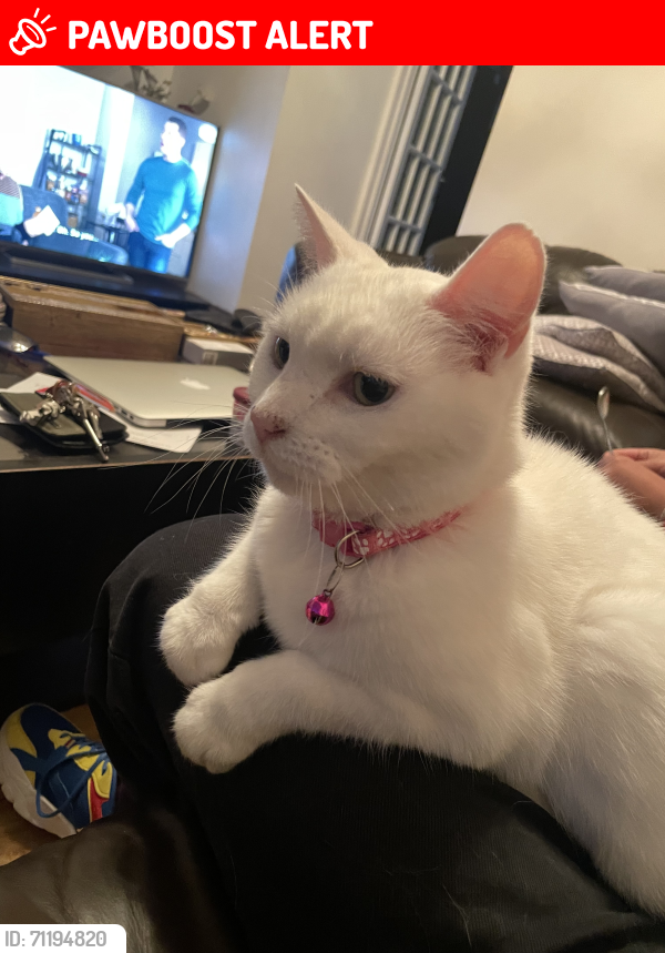 Lost Female Cat last seen Plaistow, Greater London, England E15