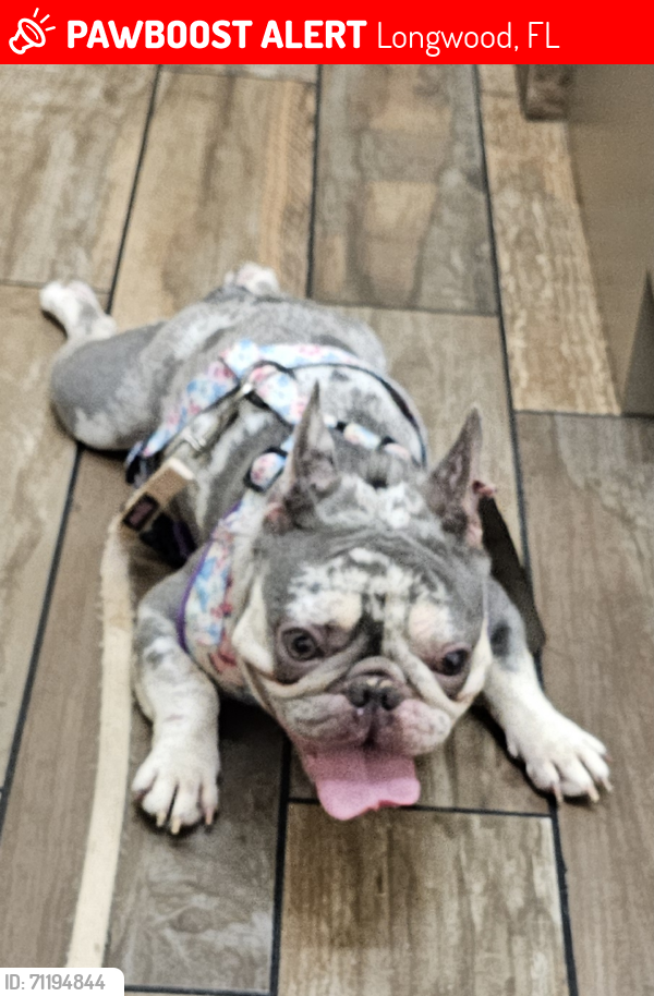Lost Female Dog last seen Near Reider Ave and S Grant Street, Longwood, FL 32750