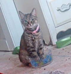 Lost Female Cat last seen Morlan Park Road, Salisbury, NC, Salisbury, NC 28146