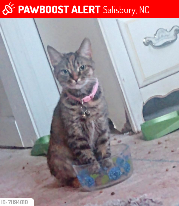 Lost Female Cat last seen Morlan Park Road, Salisbury, NC, Salisbury, NC 28146