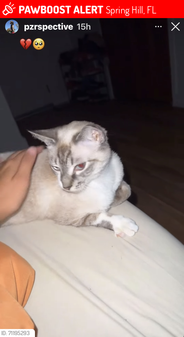 Lost Female Cat last seen Spring Hill, Florida 34607, Spring Hill, FL 34609