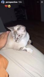 Lost Female Cat last seen Spring Hill, Florida 34607, Spring Hill, FL 34609