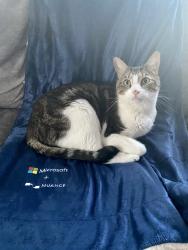 Lost Male Cat last seen Evenstad Way & Ferrington Way Smyrna GA, Smyrna, GA 30080