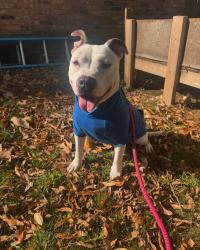Lost Female Dog last seen Memphis, Memphis, TN 38128
