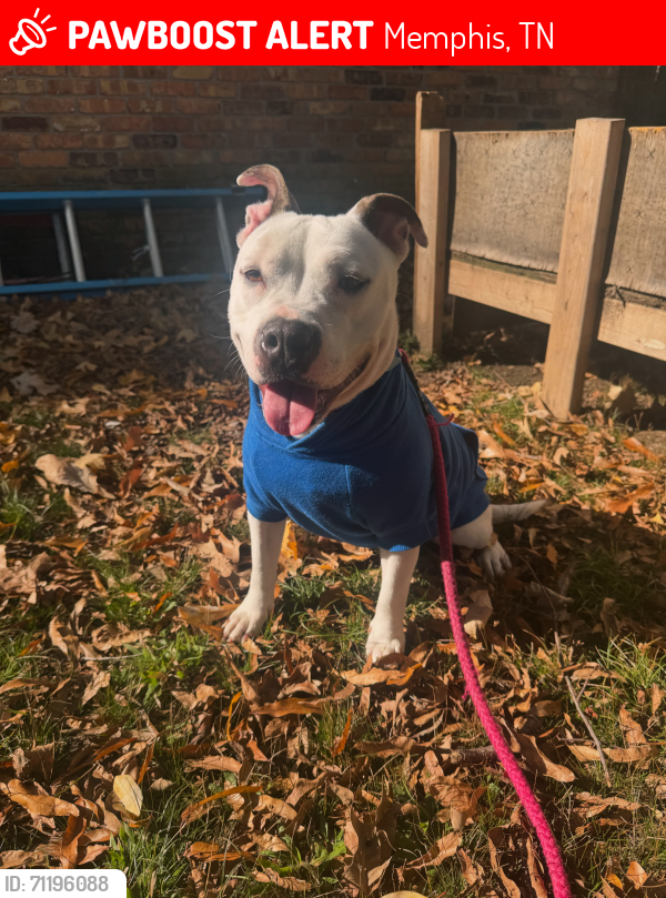 Lost Female Dog last seen Memphis, Memphis, TN 38128