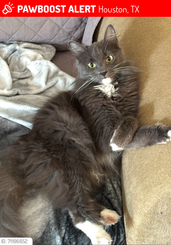 Lost Female Cat last seen Near n terrace creek. Houston Texas 77014, Houston, TX 77014