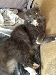 Lost Female Cat last seen Near n terrace creek. Houston Texas 77014, Houston, TX 77014