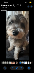 Lost Male Dog last seen East end and mission Blvd Pomona ca, Pomona, CA 91766