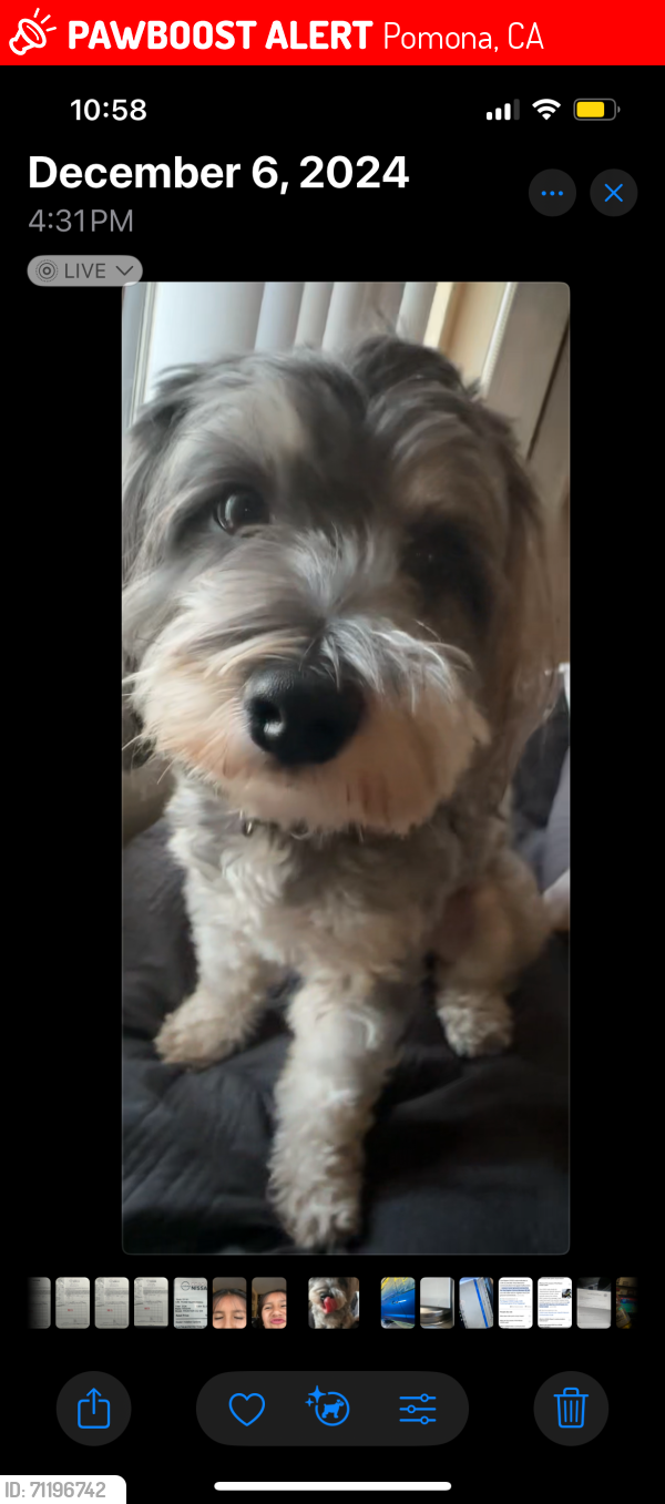 Lost Male Dog last seen East end and mission Blvd Pomona ca, Pomona, CA 91766