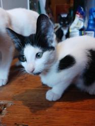 Lost Unknown Cat last seen Nuuanu Pali Dr , Honolulu, HI 96817