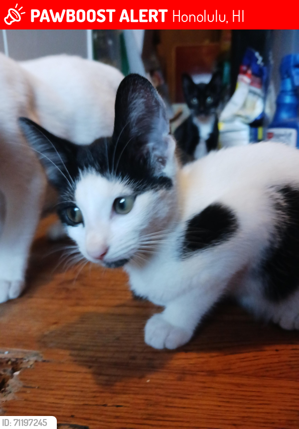 Lost Unknown Cat last seen Nuuanu Pali Dr , Honolulu, HI 96817