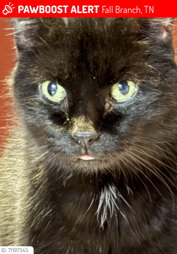 Lost Female Cat last seen Highway 93,Bank road , Fall Branch, TN 37656