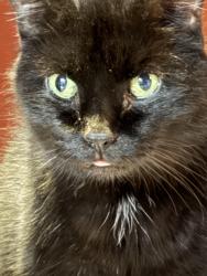 Lost Female Cat last seen Highway 93,Bank road , Fall Branch, TN 37656