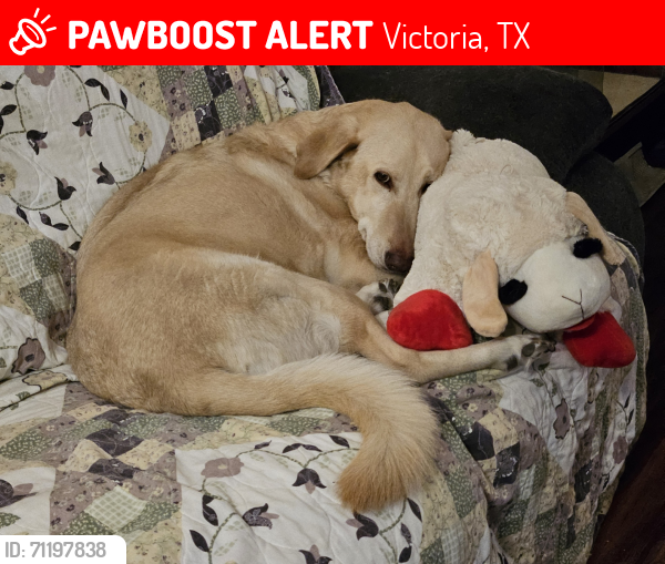 Lost Female Dog last seen Airline between Navarro and Laurent , Victoria, TX 77901