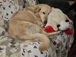Lost Female Dog last seen Airline between Navarro and Laurent , Victoria, TX 77901