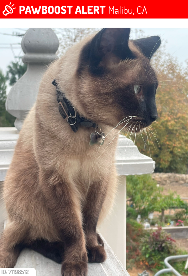 Lost Male Cat last seen Pch, Malibu, CA 90265