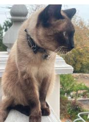 Lost Male Cat last seen Pch, Malibu, CA 90265