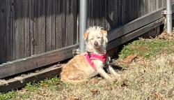 Lost Female Dog last seen Broadway ave and Oklahoma st, McLoud 74851, McLoud, OK 74851