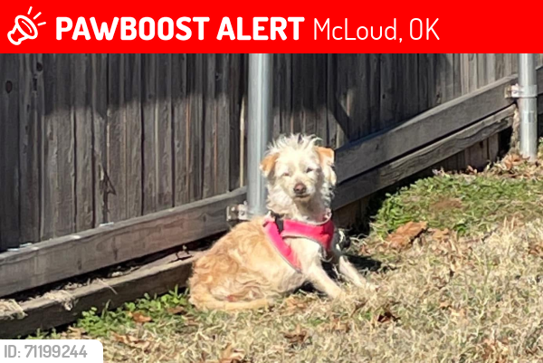 Lost Female Dog last seen Broadway ave and Oklahoma st, McLoud 74851, McLoud, OK 74851