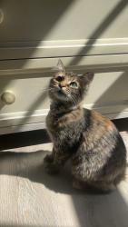 Lost Female Cat last seen Woodland Hills, Waldron Road, La Vergne, TN 37086