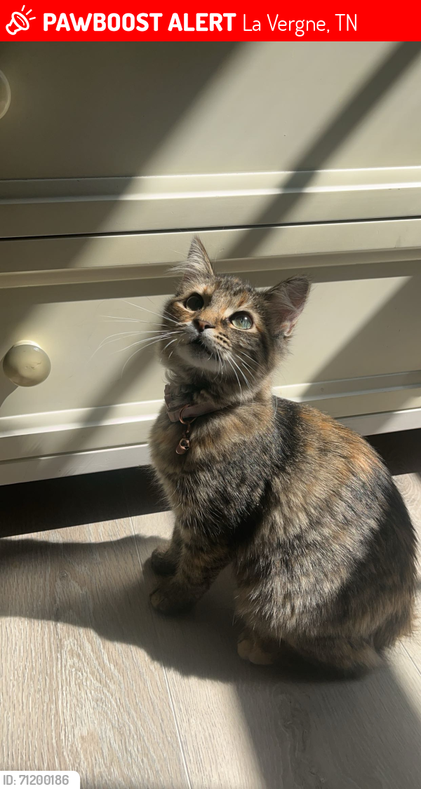 Lost Female Cat last seen Woodland Hills, Waldron Road, La Vergne, TN 37086
