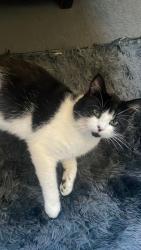 Lost Male Cat last seen Thornaby cornfield road, Thornaby, England TS17