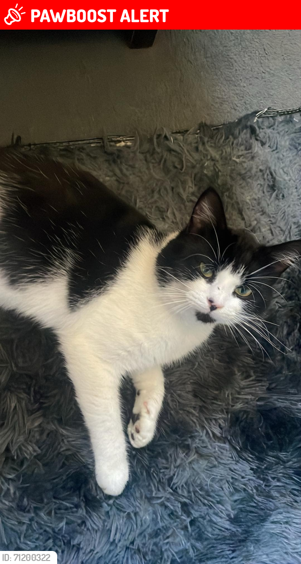 Lost Male Cat last seen Thornaby cornfield road, Thornaby, England TS17