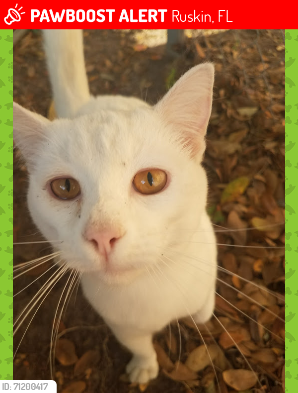 Lost Male Cat last seen blossom tree appartments, Ruskin, FL 33570