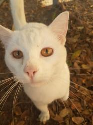 Lost Male Cat last seen blossom tree appartments, Ruskin, FL 33570