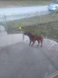 Lost Female Dog last seen Hight school rd west Washington st, Indianapolis, IN 46254
