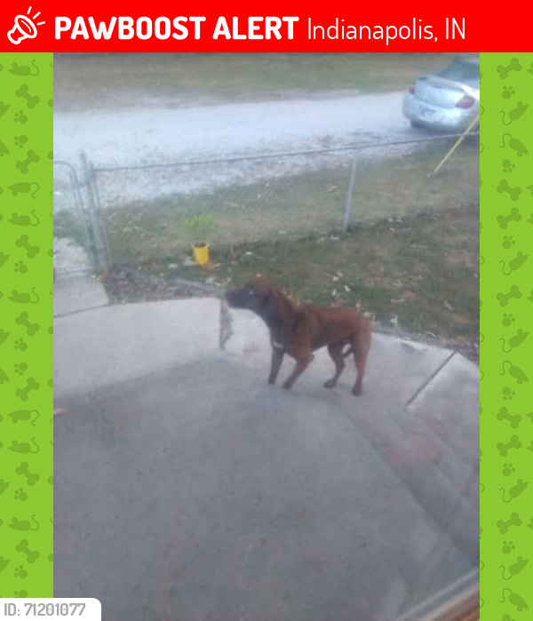 Lost Female Dog last seen Hight school rd west Washington st, Indianapolis, IN 46254