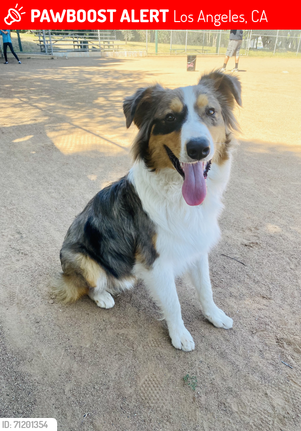 Lost Male Dog last seen McDonald and West F street , Los Angeles, CA 90744
