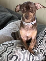 Lost Female Dog last seen Kittridge wash, Los Angeles, CA 91335