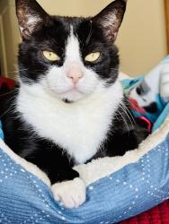 Lost Male Cat last seen Turtle Creek & Bella Vista, off Barnes Blvd, Rockledge, FL 32955