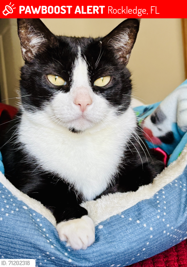 Lost Male Cat last seen Turtle Creek & Bella Vista, off Barnes Blvd, Rockledge, FL 32955