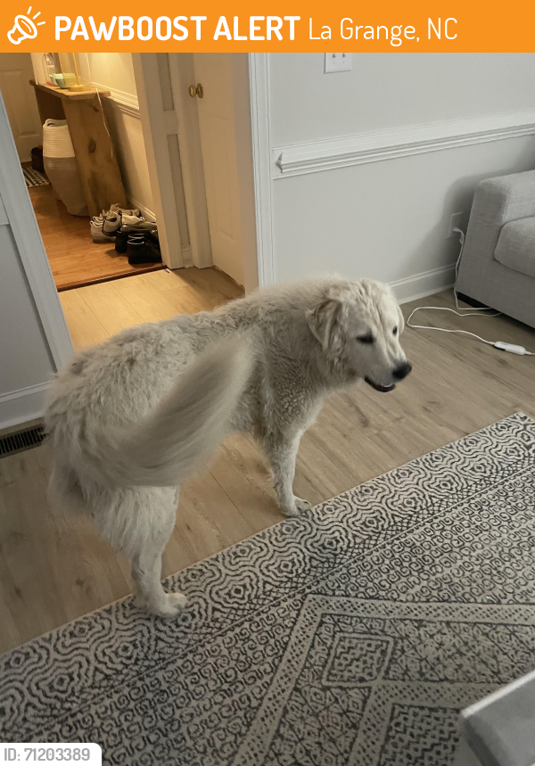 Found/Stray Female Dog last seen Sutton Acres, La Grange, NC 28551