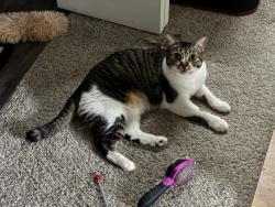 Lost Female Cat last seen Reserve at White Rock, Dallas, TX 75218