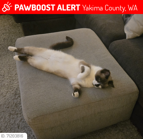 Lost Female Cat last seen East Selah Rd and Wise Acre Rd, Yakima County, WA 98901